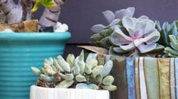 container garden with succulents