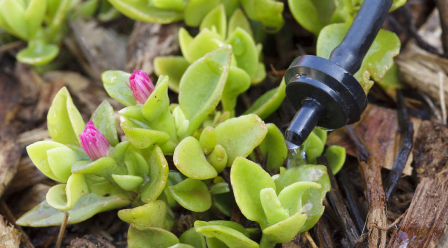 Drip Irrigation How to Set Up a Watering System for Container Gardens Sunset Magazine