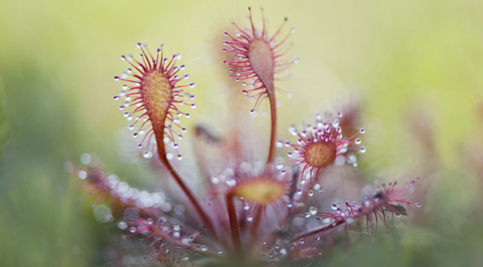Grow These 4 Carnivorous Plants Indoors—You'll Never See Another Gnat at the Kitchen Sink