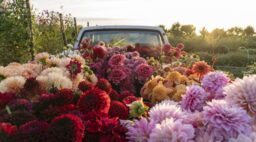 Truck Full of Flowers