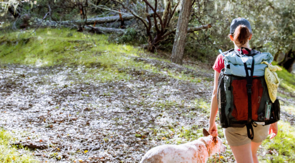 Study Shows Taking a 20-Minute Walk in Nature Is All You Need to Cut Stress