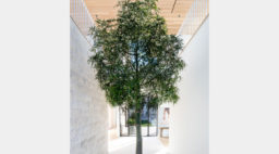 Laney LA Indoor Tree