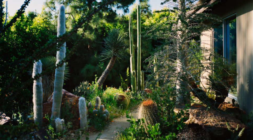 His Garden Is a Wonderland: Inside John Mayer’s Cactus Collection