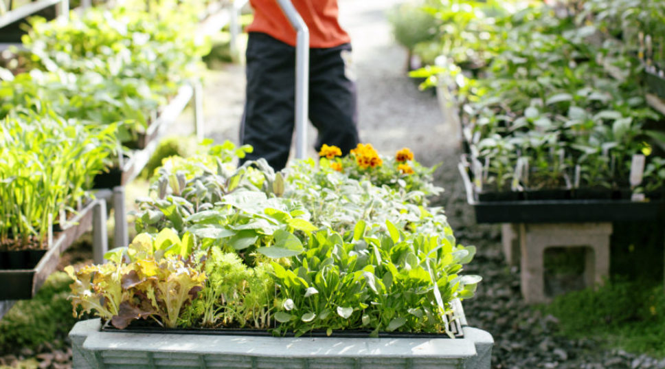 Your Ultimate Summer Gardening To-Do List