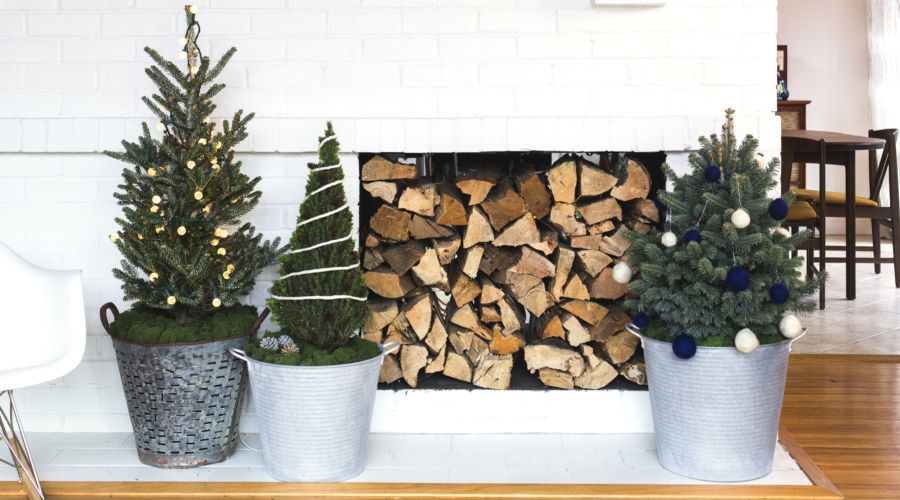 The Best Living Christmas Trees for a Festive Holiday Season Sunset