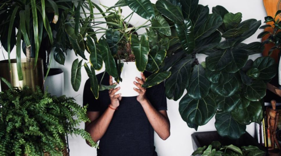 Plants for Every Type of Dad, from Minimalists to Deadheads to CrossFit Fanatics