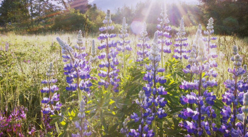 Where to See Wildflowers (Responsibly) Across the West