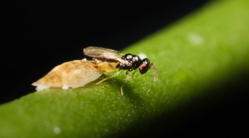 Our Citrus Crops Are Under Attack. Meet the Cute Wasp That Could Save Them