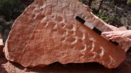 Fossil Rock with Footprints and Measuring Stick