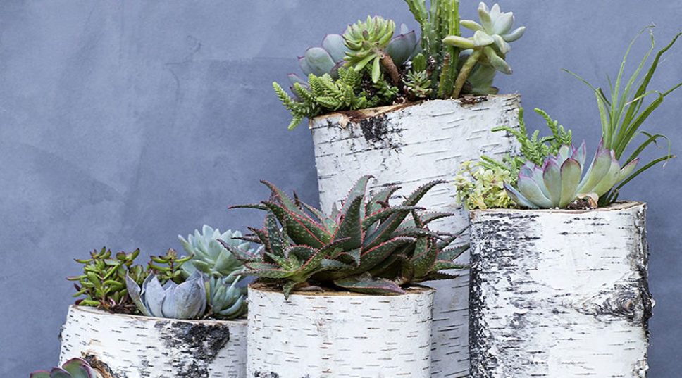 11 Stylish Projects with Succulents