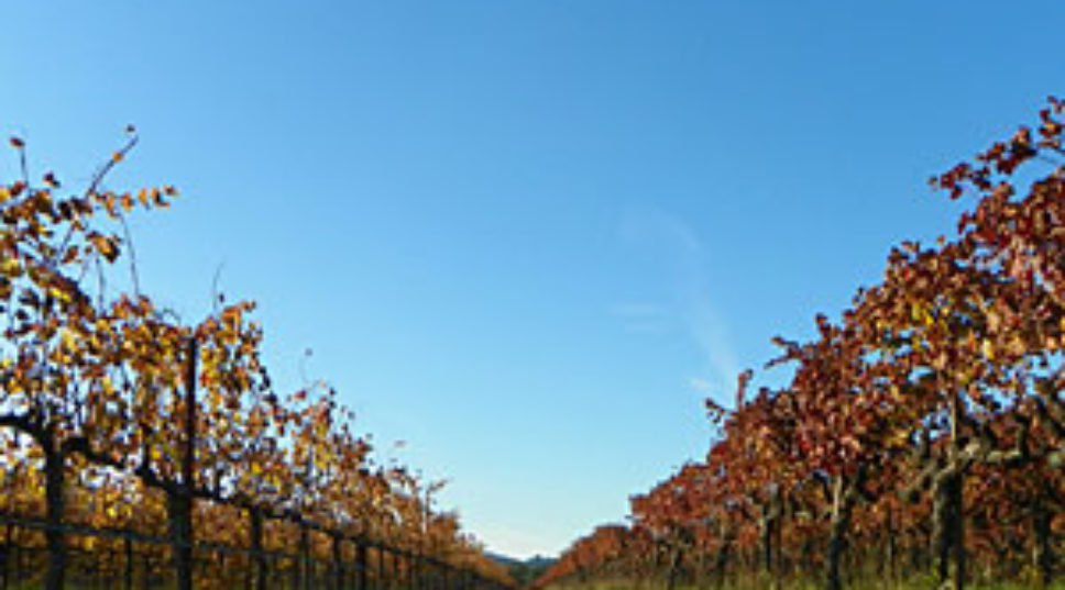 Titus Vineyards