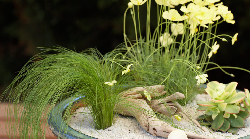 Beach garden in a pot