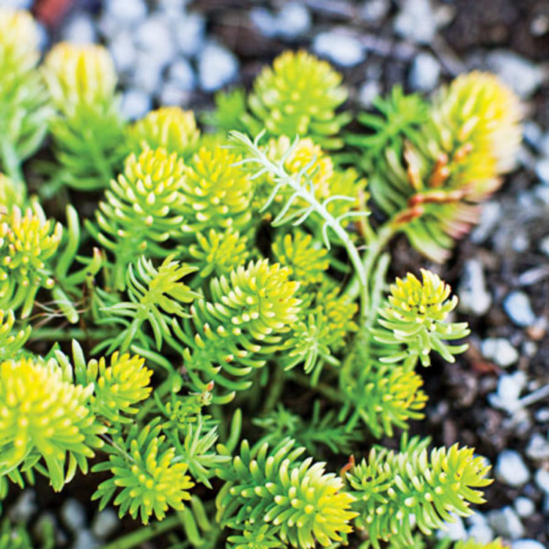 EasyCare Sedum Plants Sunset Magazine