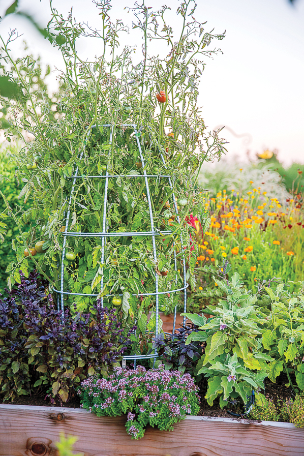 Tomato Cage Versus Trellis: The Best Way to Grow Tomatoes