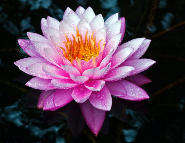 Antares Water Lily