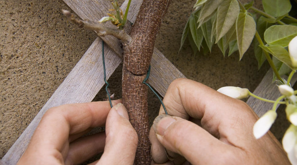 Training and Pruning Vines