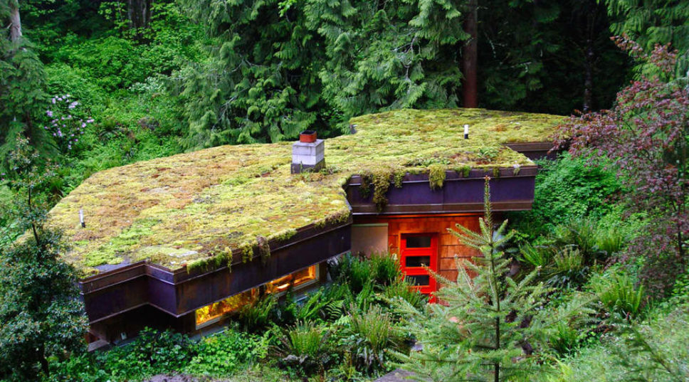 How to Plant a Roof Garden