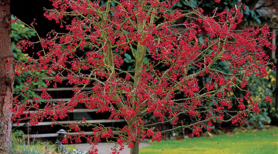 8 Plants with Cool-Season Berries