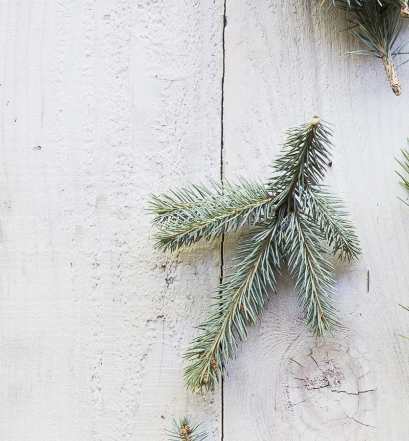 The Best Living Christmas Trees for a Festive Holiday Season Sunset