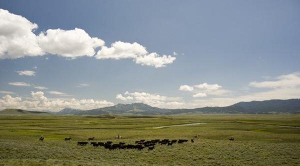 24 Hours on a Montana Cattle Ranch