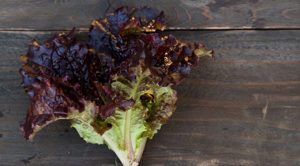 Your freshest Caesar