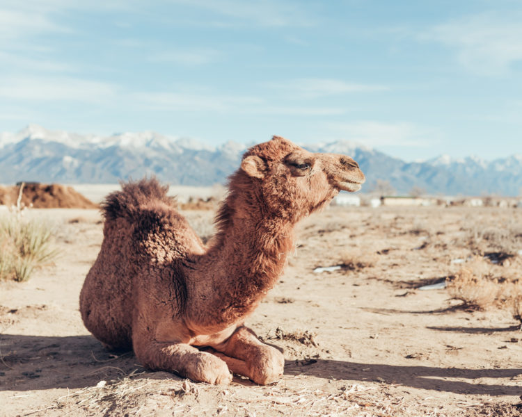 Camels and a Yurt
