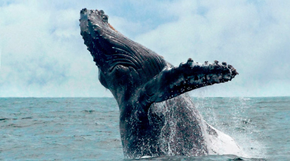 Ted Danson's California