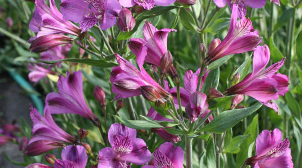 12 Gorgeous Alstroemeria