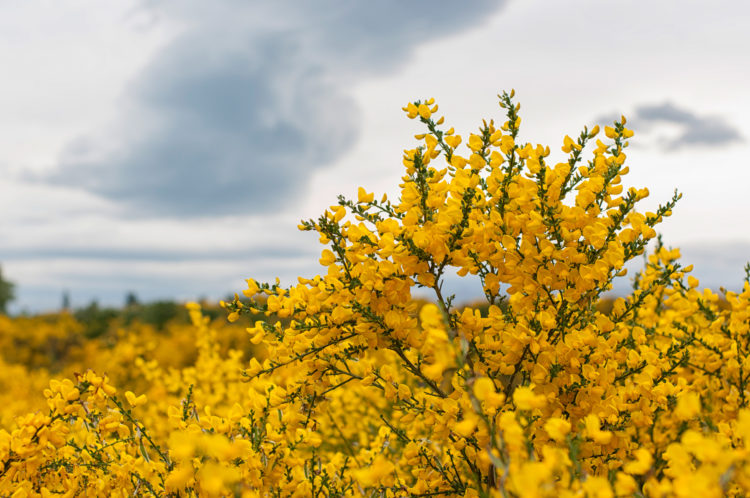 scotch-broom