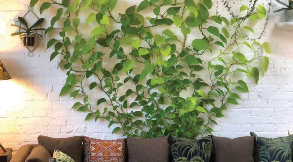 DIY These Vertical Vines for a Living Wall-Type Look