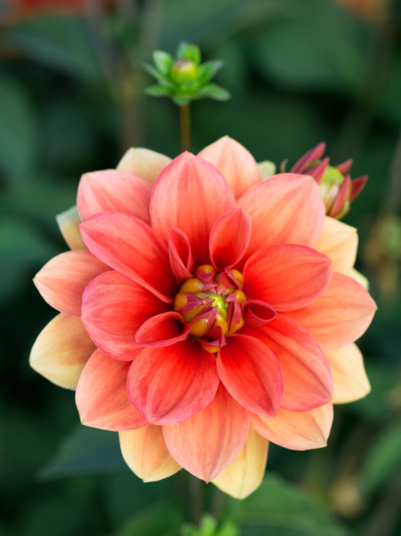 50 Dahlias Sunset Magazine
