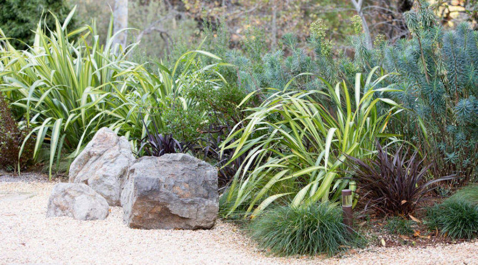 10 Sculptural Plants for a Modern Garden