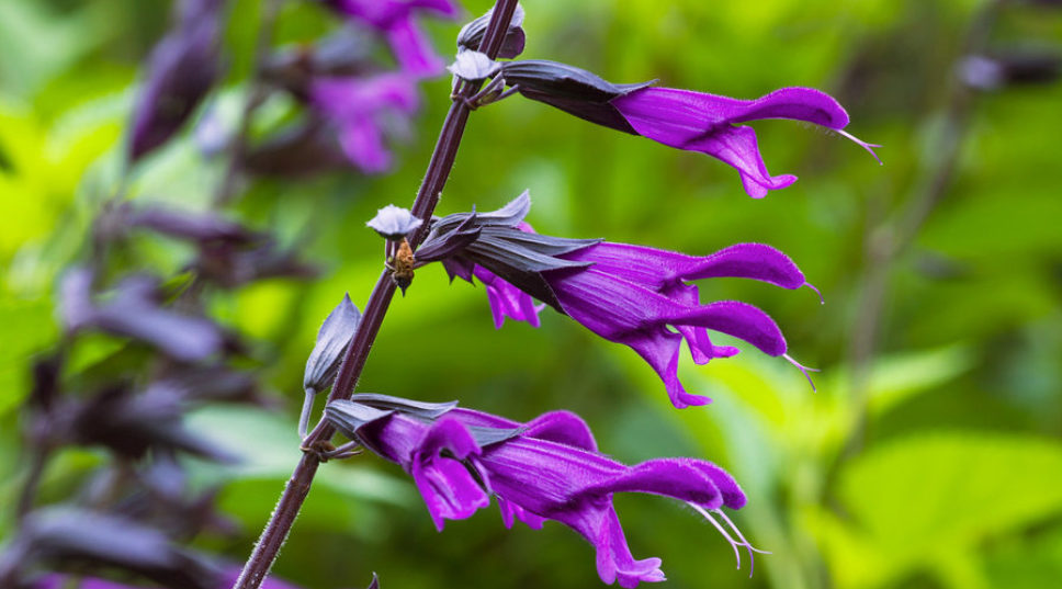 19 Flowers to Paint Your Garden Purple