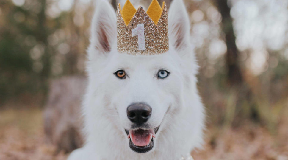 How to Throw the Best-Ever Dog Birthday Party