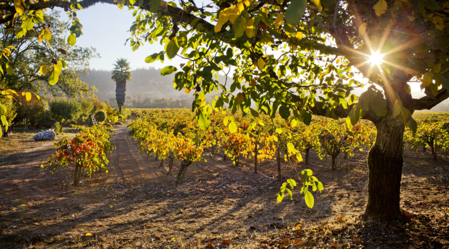 Go on a Grape Escapade in California Wine Country