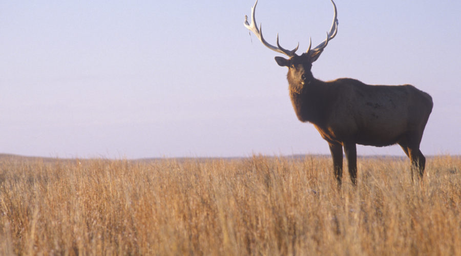 Bugling Elk at Grand Teton National Park, WY