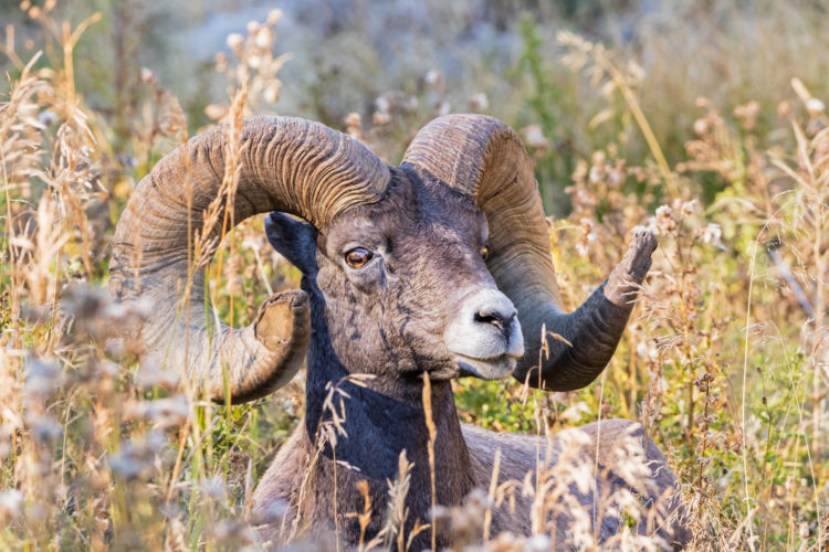 Yellowstone National Park, WY