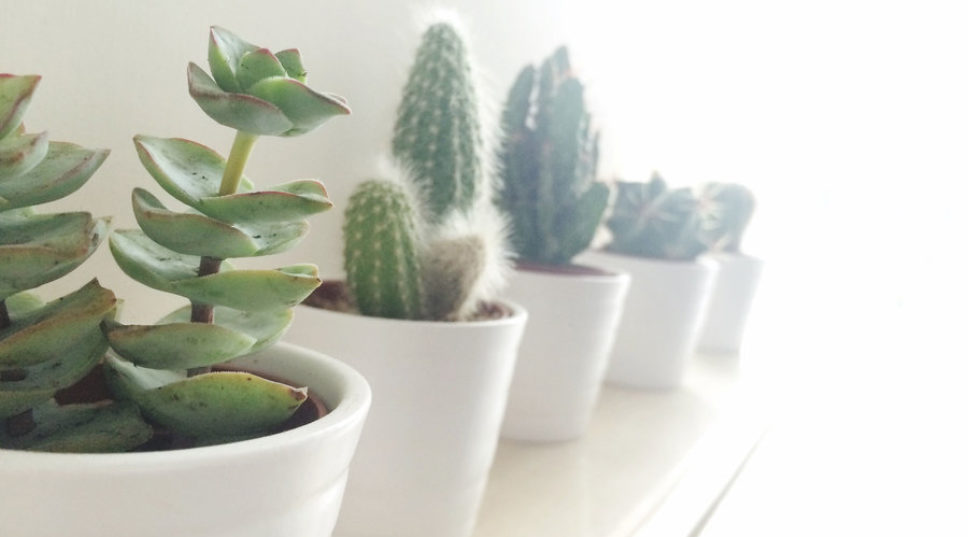 10 Succulents That Thrive Indoors