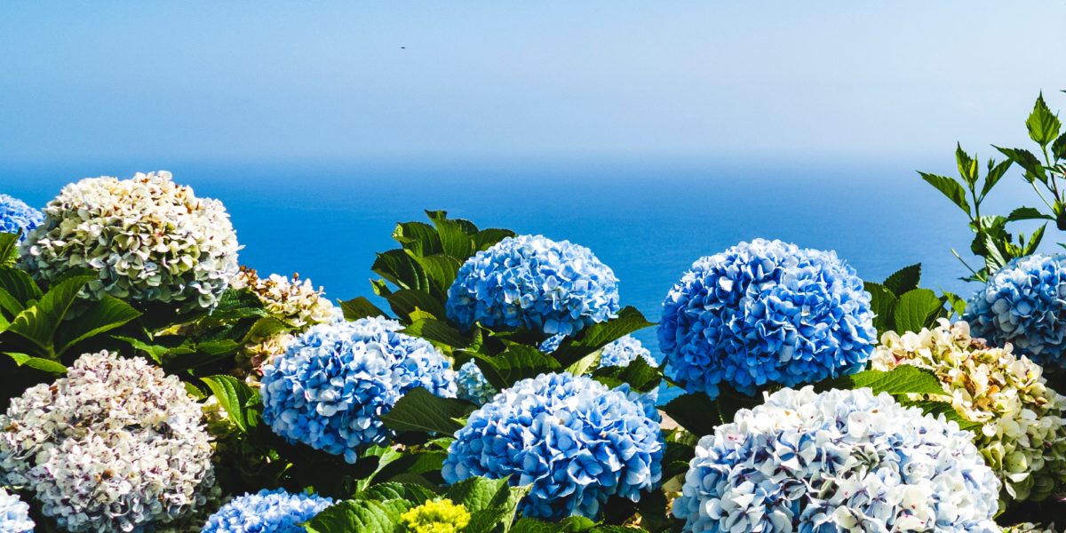 How & When to Care for Hydrangea Plants