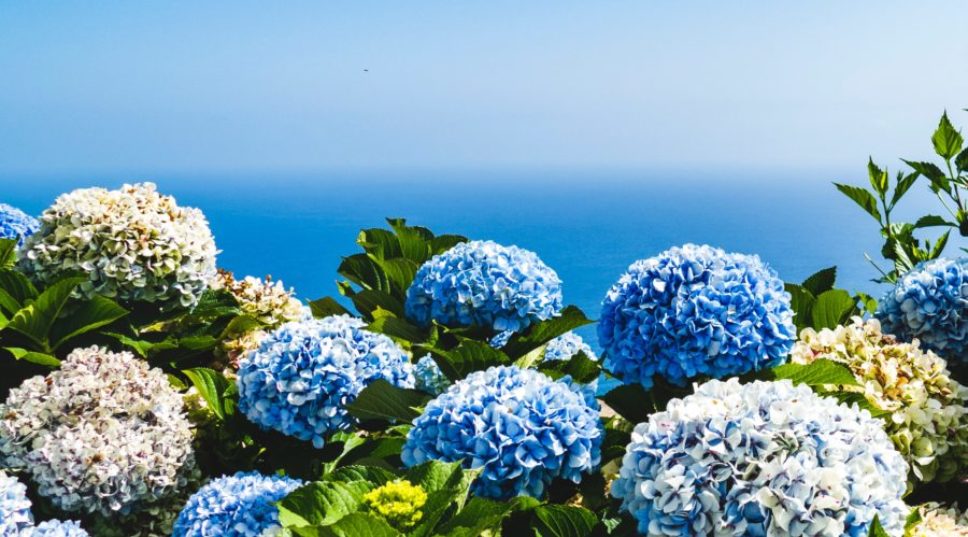 How & When to Care for Hydrangea Plants