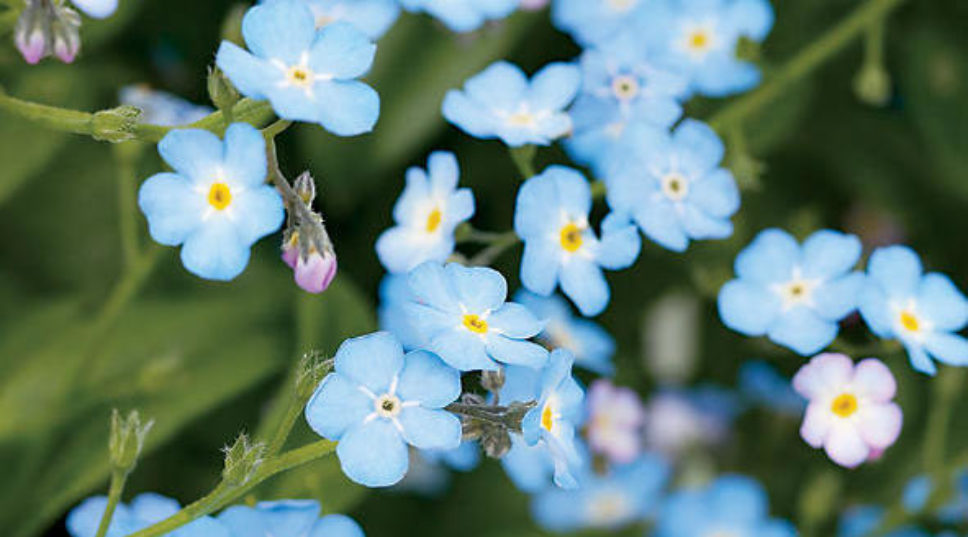7 Flowers to Paint Your Garden Blue