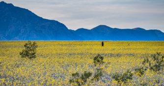 Wildflower Super Bloom in Death Valley