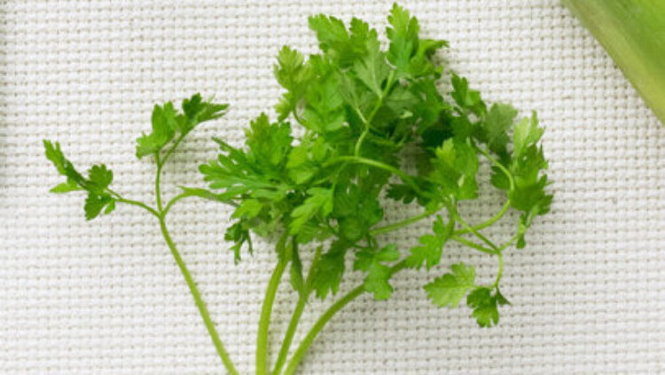 chervil