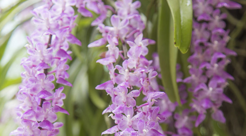 22 Amazingly Easy Orchids
