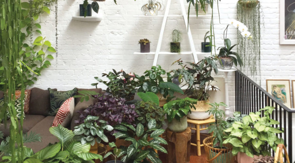 How to Choose the Best Houseplants for Your Decorating Style