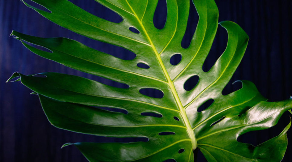 Stunning Foliage Houseplants and How to Grow Them