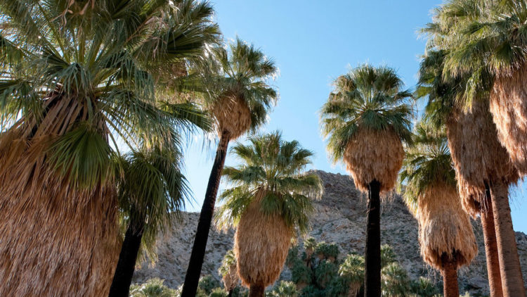 Joshua Tree National Park, CA