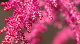 Bright pink astilbe hybrid