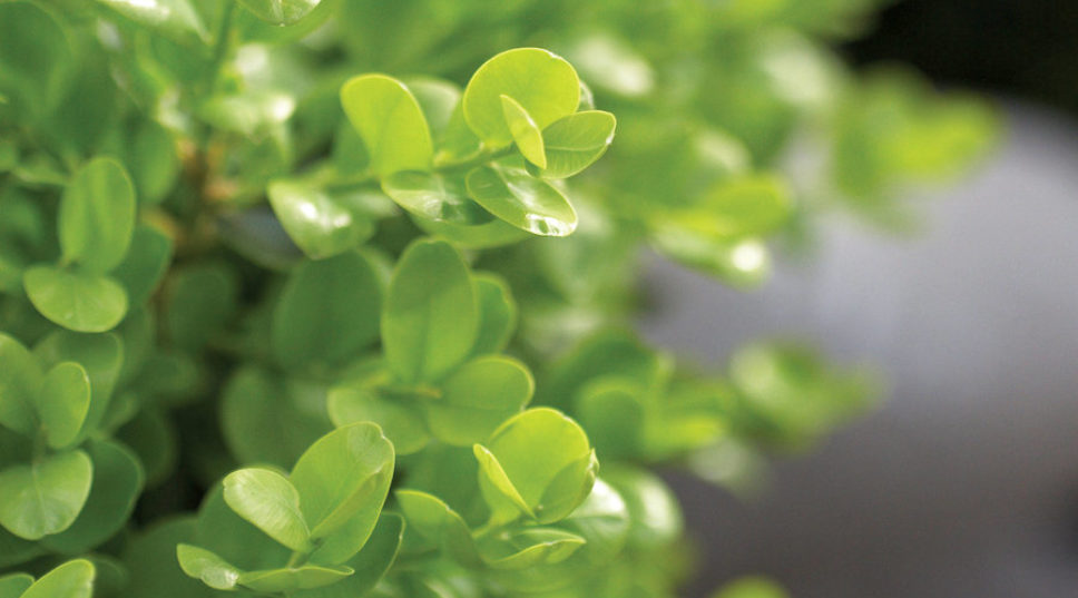 Hedge Your Bets: These Shrubs Are Perfect Privacy Screens