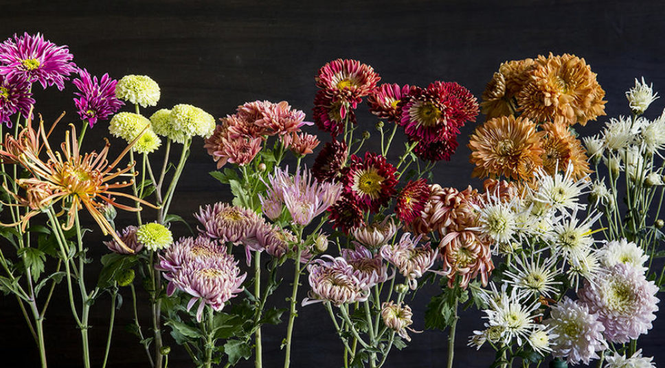 Mum's the Word: These Stunning Chrysanthemums Are More Reasons to Love Fall